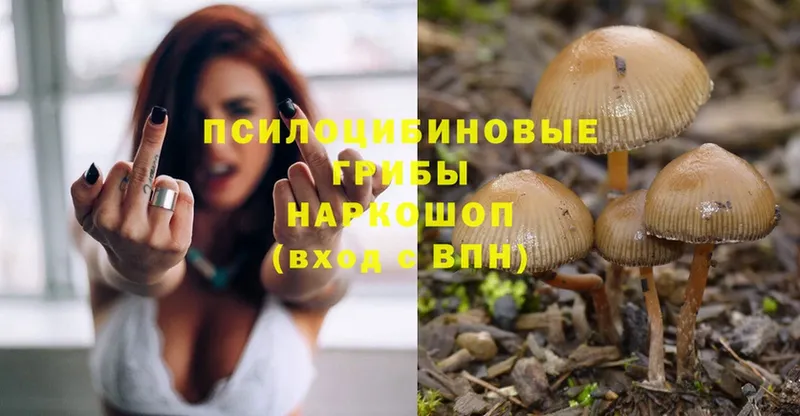 Галлюциногенные грибы Magic Shrooms  продажа наркотиков  Богданович 